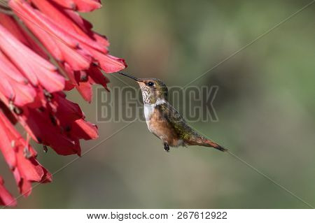 Hummingbird(trochilidae)flying Gems Ecuador Costa Rica South America