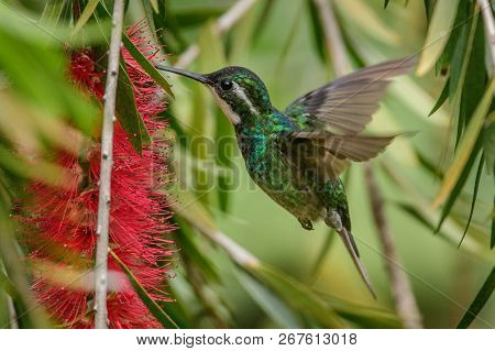 Hummingbird(trochilidae)flying Gems Ecuador Costa Rica South America