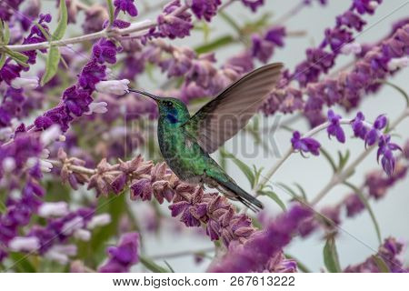 Hummingbird(trochilidae)flying Gems Ecuador Costa Rica South America