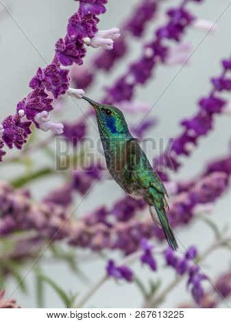 Hummingbird(trochilidae)flying Gems Ecuador Costa Rica South America