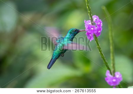 Hummingbird(trochilidae)flying Gems Ecuador Costa Rica South America
