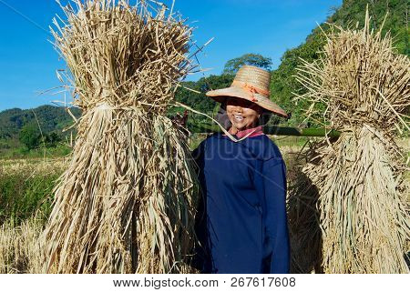 Chiang Mai, Thailand - November 15, 2008: Unidentified Woman Of Chan Hill Tribe Harvests Rice In Chi