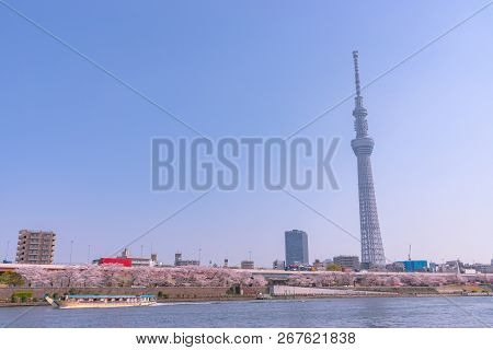 Tokyo, Japan - March 29, 2018:  Tokyo Skytree Tower With Cherry Blossoms In Full Bloom At Sumida Par