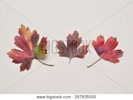 Red Fallen Leaves On A Pastel Background. Autumn Composition. Top View.