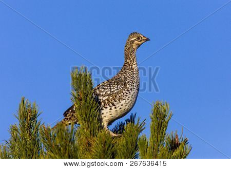 Sharp Tailed Grouse In Tree Alberta Canada