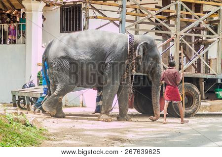 Kandy, Sri Lanka - July 19, 2016: Unloading Of An Elephant In The Streets Of Kandy During Poya Full 