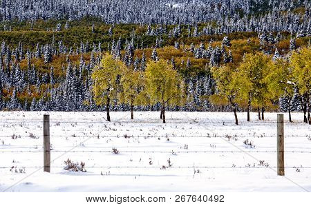Fall Colors Kananaskis Contrast First Snowfall Aberta