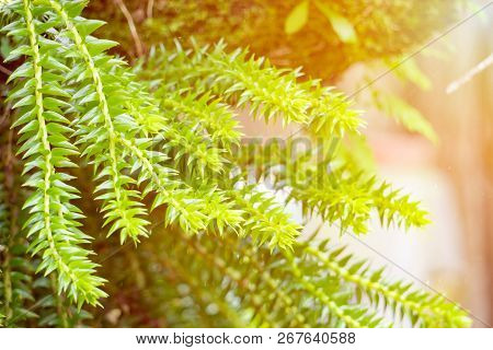 Huperzia Squarrosa Ferns In The Garden With Sunshine.