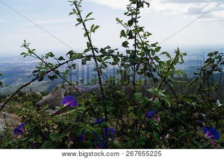 The Climbing Plant Ipomoea At The Coast Of Algarve In Portugal