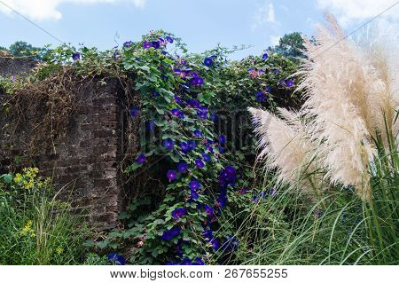 The Climbing Plant Ipomoea At The Coast Of Algarve In Portugal