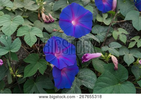 The Climbing Plant Ipomoea At The Coast Of Algarve In Portugal