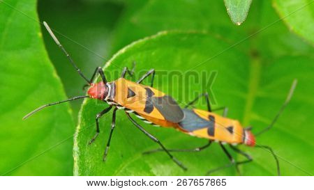 Bapak Pucung Is Mating In Fresh Green Leaves