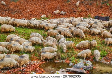 Sheep Grazing Near The River, Rasinari Village Area, Sibiu County, Romania