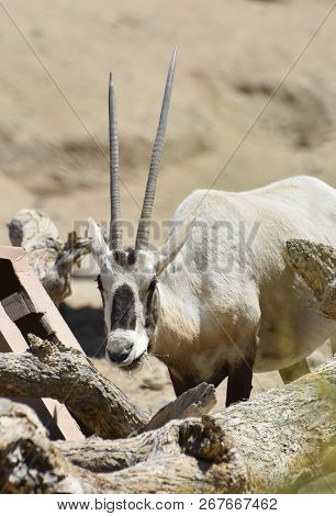 Sweet Faced Arabian Oryx Munching On A Bunch Of Hay.