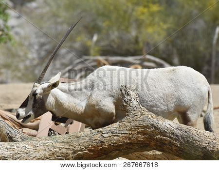 Beautiful Profile Of A Full Gorwn Arabian Oryx.