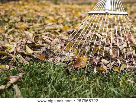Raking Leaves With Fan Rake From The Lawn