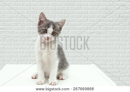 A Small Kitten Sits On A Curbstone. Against A White Brick Wall.