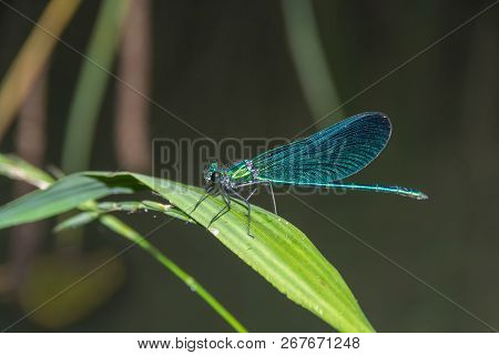 Blue Dragonfly Calopteryx Virgo Sits On A Grass. Summer Day
