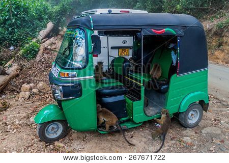 Haputale, Sri Lanka - July 16, 2016: Macaques Infested A Tuk Tuk, Eating A Food Inside, Parked In Th
