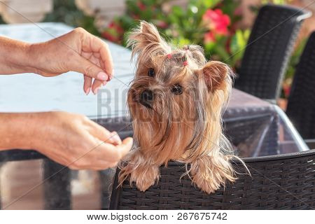 Yorkshire Terrier Focussed On The Dog's Candy In Hand