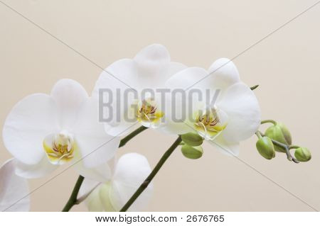 Witte orchidee op wit.