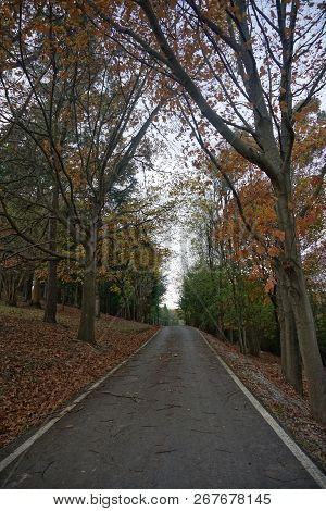 The Road With Red Trees In The Mountain