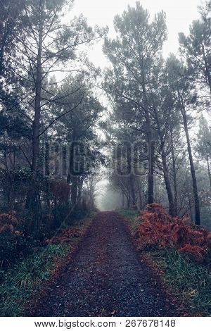 The Road With Red Trees In The Mountain