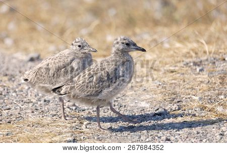 Closeup Of Two Cute Seagull Chick Bird Walking On Pebbles (latin: Laridae)