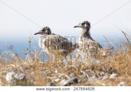 Closeup Of Two Cute Seagull Chick Bird In The Grass (latin: Laridae), The Sea In The Background