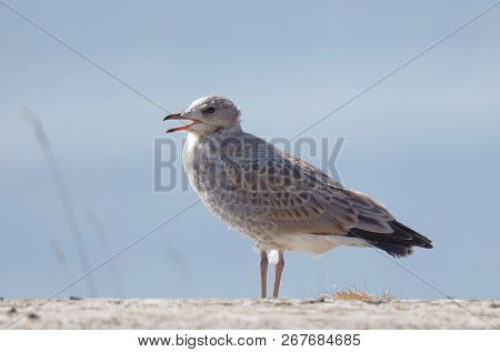 Profile Of A Seagull Bird (latin: Laridae) On A Cliff, Blue Sky In The Background