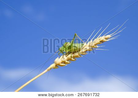 Isophia. Grasshopper Is An Isophy On A Wheat Spikelet. Isophya. Isophya Against The Blue Sky.