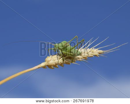 Isophia. Grasshopper Is An Isophy On A Wheat Spikelet. Isophya. Isophya Against The Blue Sky.