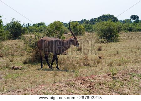 A Waterbuck With Long Horns Trotting Through The Bush In Uganda