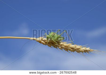 Isophia. Grasshopper Is An Isophy On A Wheat Spikelet. Isophya. Isophya Against The Blue Sky.
