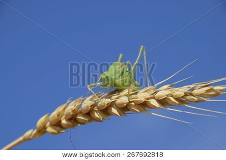Isophia. Grasshopper Is An Isophy On A Wheat Spikelet. Isophya. Isophya Against The Blue Sky.