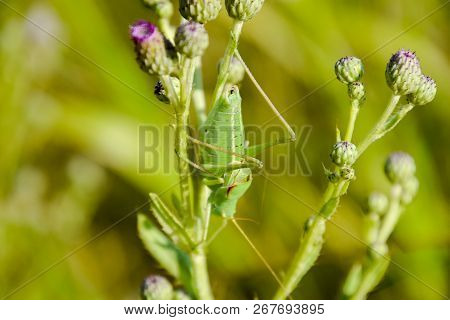 Isophya On The Stems Of The Tubercle. Wingless Grasshopper Isophya.