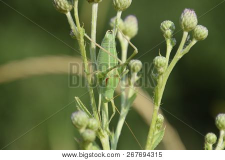 Isophya On The Stems Of The Tubercle. Wingless Grasshopper Isophya.