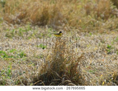 Tit On The Ears Of Wheat. A Bird With A Yellow Belly.