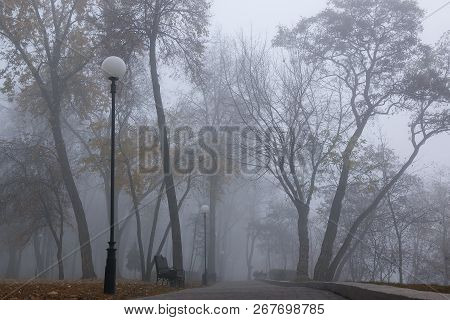 Autumn Forest Mist Landscape. Forest Fog Trees Silhouette In Autumn. Autumn Forest Fog Trees Backgro