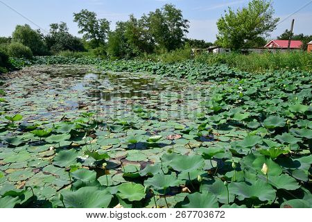 Pond With Lotuses. Lotuses In The Growing Season. Decorative Plants In The Pond.
