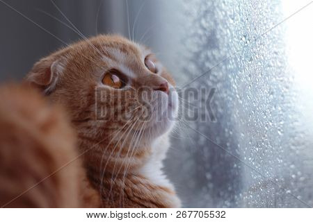 Red Scottishfold Cat Looks On The Rain Drops On The Window Glass