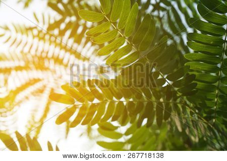 Leucaena Glauca Leaf And Sunlight In Nature Garden