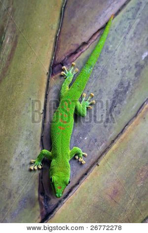Madagaskar gecko i Zürich Zoo (Schweiz)