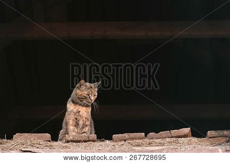 Cat Sitting In The Attic In The Hayloft.