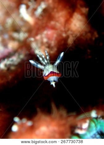 Marine Life, Or Sea Life Or Ocean Life, Is The Plants, Animals And Other Organisms That Live In The 