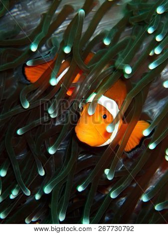 Marine life, or sea life or ocean life, is the plants, animals and other organisms that live in the 