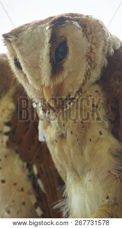 The oriental bay owl is a type of bay owl, usually classified with barn owls. It is completely noctu