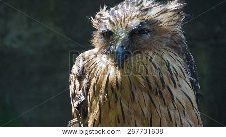 The tawny fish owl is a species of owl in the genus Ketupa. It is clear from several shared characte