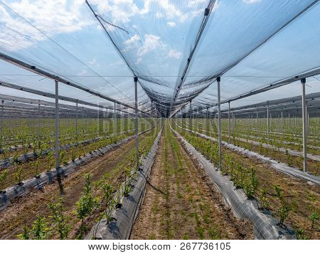 Intensive Gardens Plant On The Field. The Beds Of Blueberries Seedlings, The Blue Sky Through The Pr