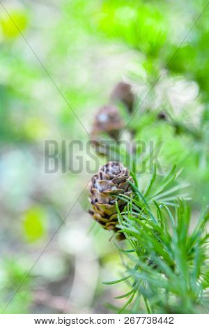 Sprig Of European Larch Or Larix Decidua With Pine Cones On Blurred Background. Branch Of Larch
